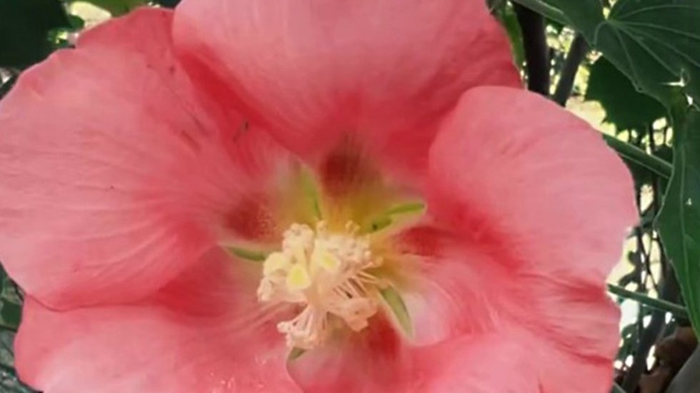 Способная менять цвет уникальная «сумасшедшая роза» зацвела в Сочи