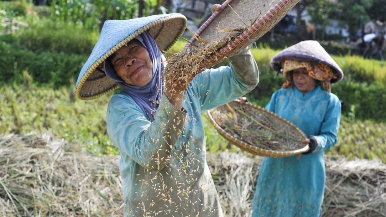 Жительницы Индонезии, расположенной в Юго-Восточной Азии, занимаются повседневными делами — молотят рис на плантации в провинции Западная Ява