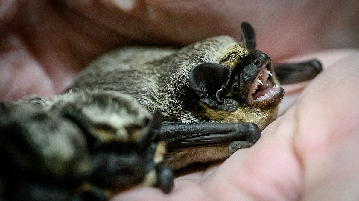 Летучая мышь нашла убежище в унитазе сочинского «Сириуса» и была спасена