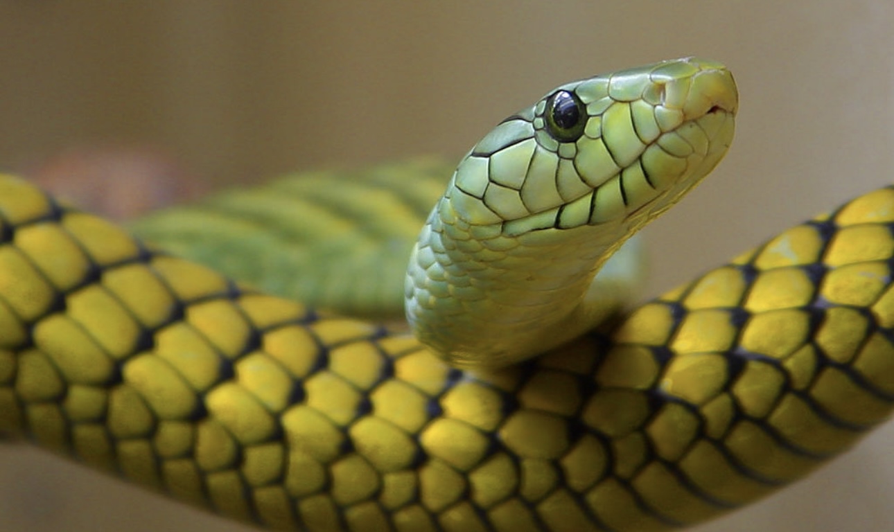 Известный по своей любви к опасным животным блогер не выжил после укуса змеи