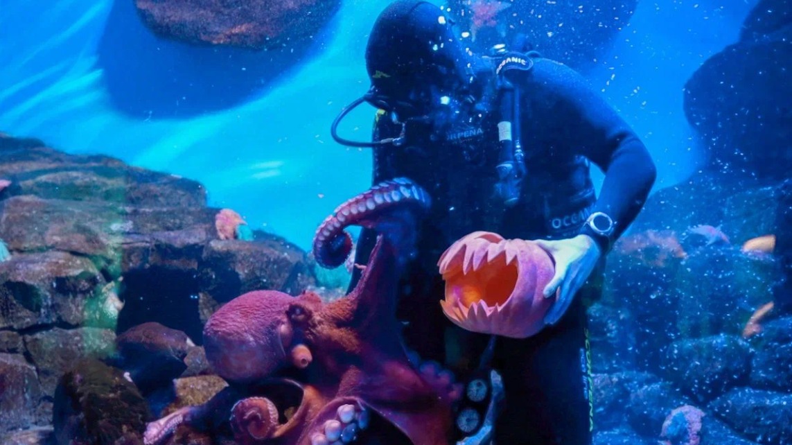 Осьминог Ося из «Москвариума» отпраздновал Тыквенный спас