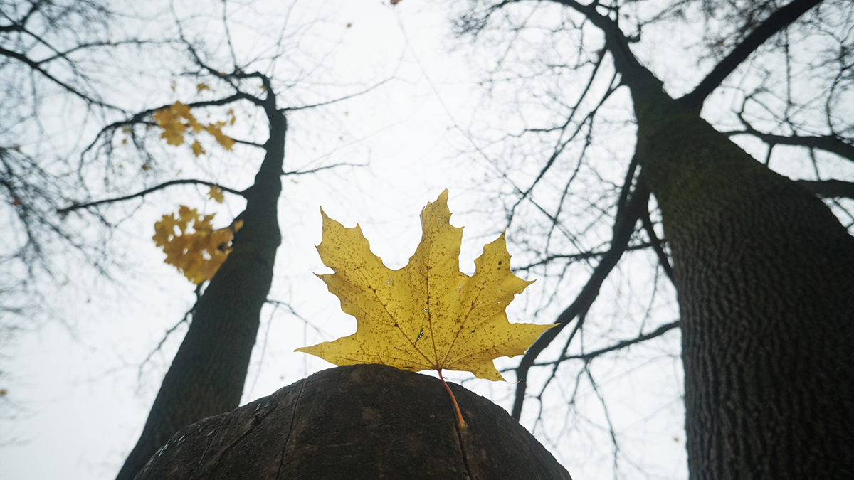 Когда в Москве пойдет дождь