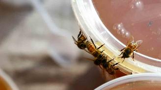 Как правильно выбрать мед