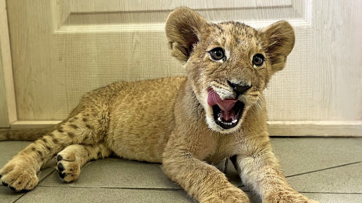 Полицейские нашли львенка в Ростовской области: как детеныш оказался на улице и что с ним будет