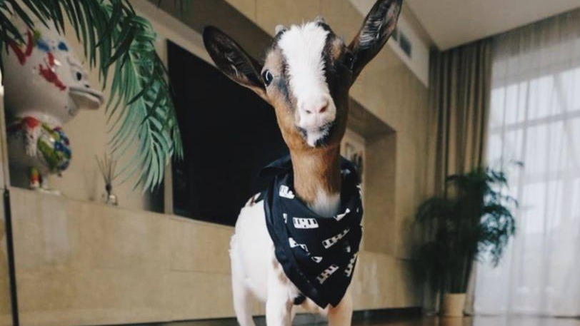 Коза Джигана Мими набрала десятки тысяч подписчиков за сутки