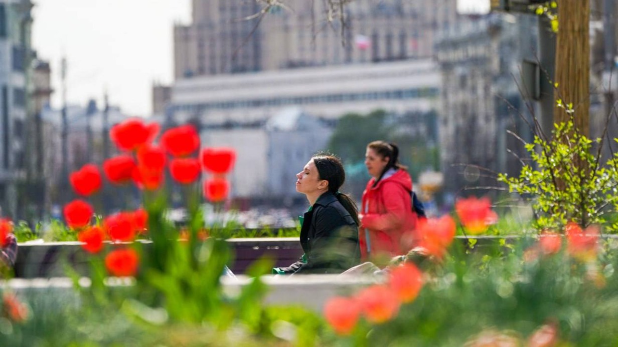 Высадку тюльпанов на клумбы завершили в Москве