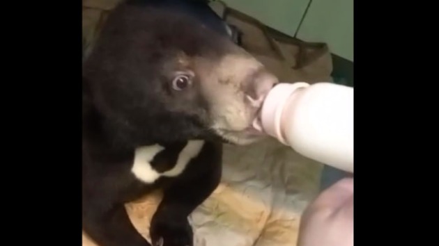 Смелая и любознательная: в зоопарке рассказали о характере малайского медвежонка