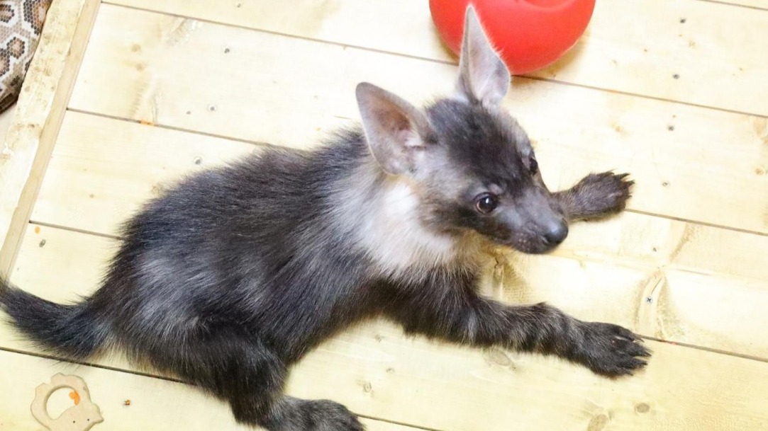 «Озорной и веселый»: детеныш бурой гиены родился в Московском зоопарке