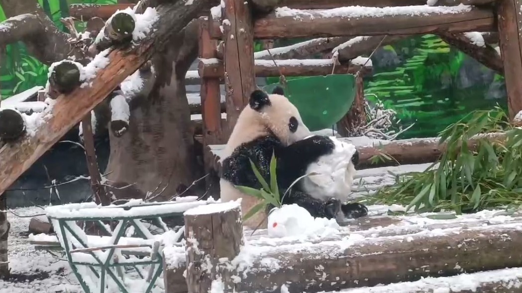 «Ничего милее не будет»: панда Катюша порадовалась снегу и стала ломать снеговика