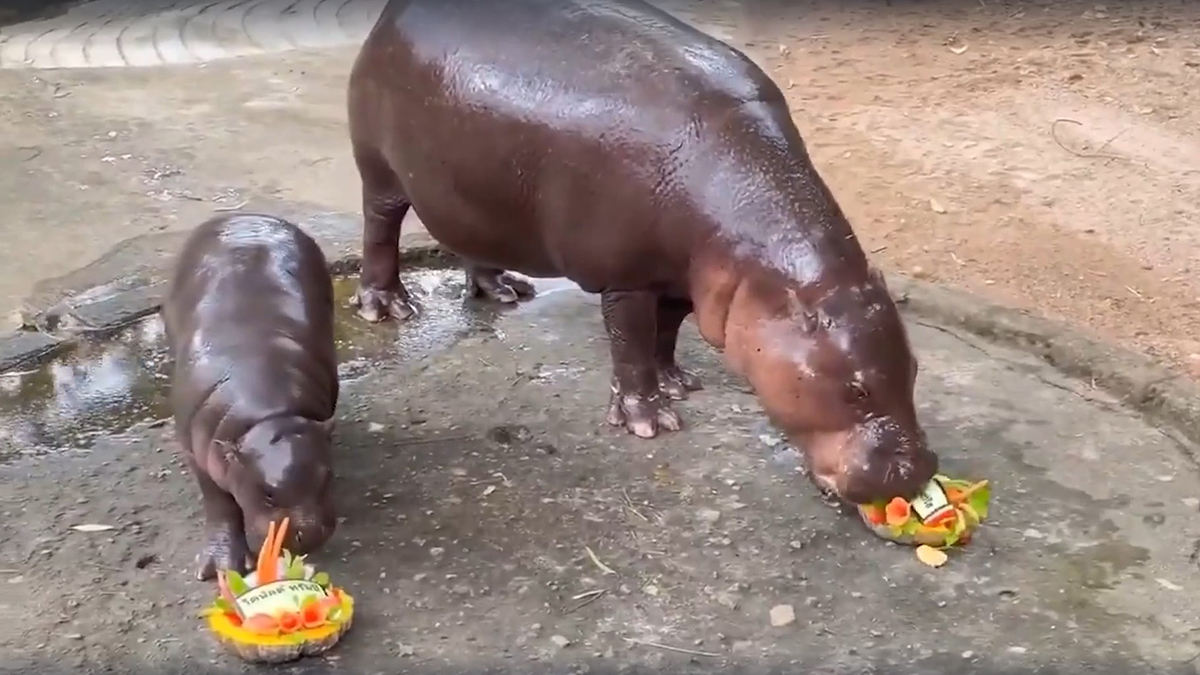 Карликовый бегемот-предсказатель выбрал президента США