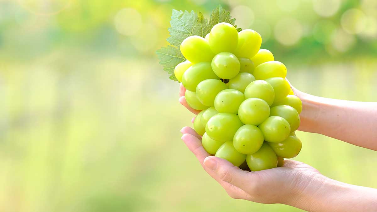 «Использовался в лечебных целях»: чем полезен виноград и что за сорт «шайн мускат»