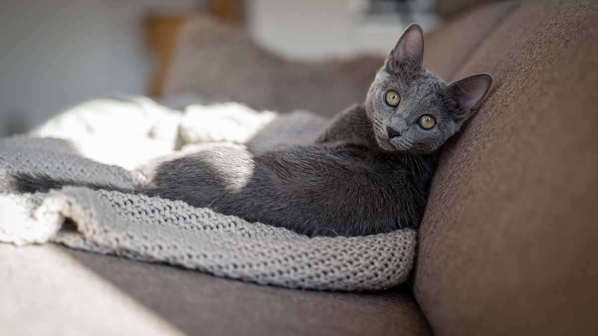 Какие праздники отмечают в России и в мире 29 октября