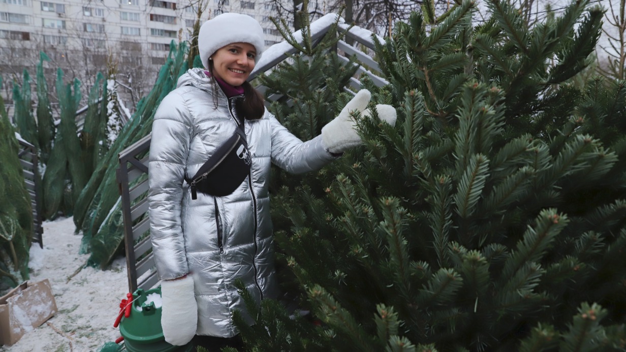 Как выбрать новогоднюю елку