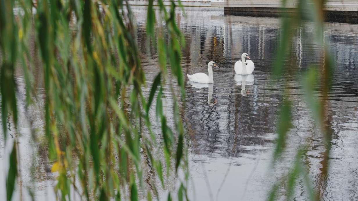 Лебеди в Парке Горького переселились на зимовку в теплый домик