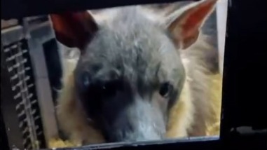 «Жизнь через трагедию»: гиена Лада умерла в Московском зоопарке после родов