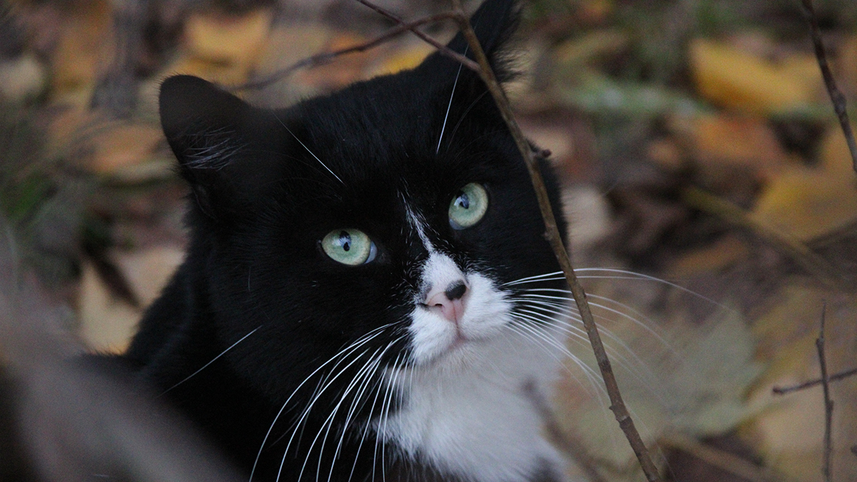Спасатели на Сахалине смогли помочь выбраться коту, застрявшему в окне
