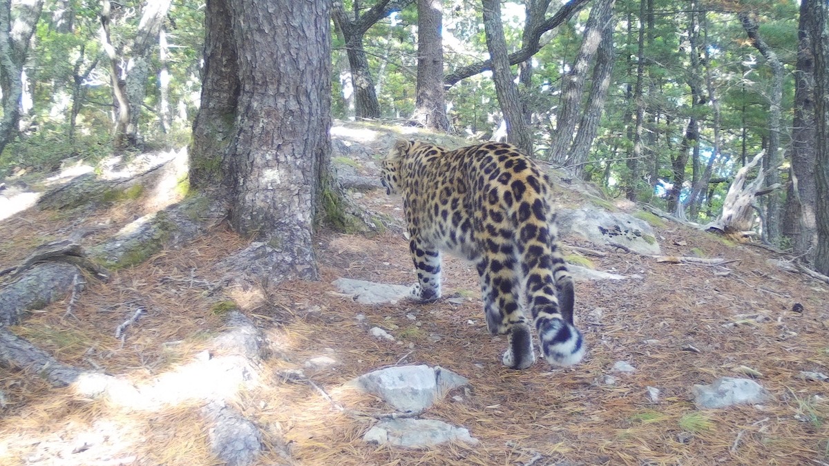 Редкого леопарда Leo 260 обнаружили в Приморье впервые за 50 лет