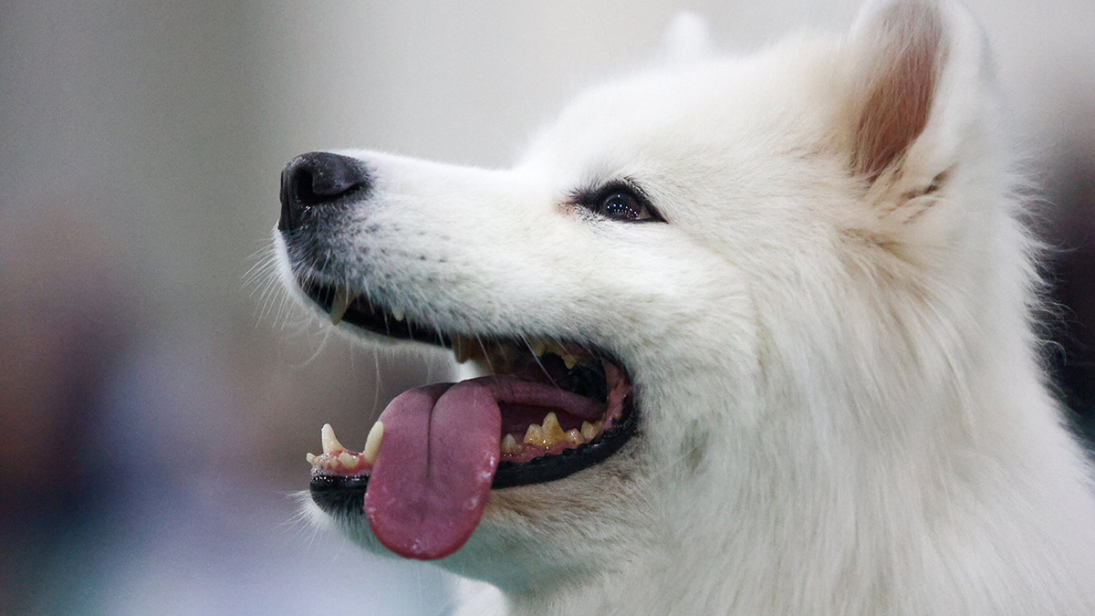 Первые признаки деменции у собак