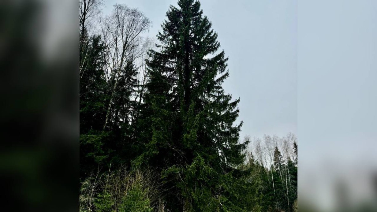 Стало известно, откуда в Кремль приедет главная новогодняя ель России