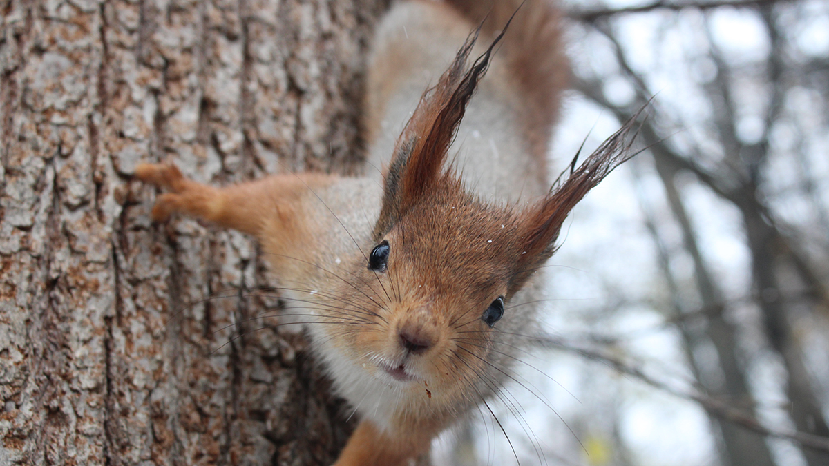 Праздник 2 февраля: День сурка 