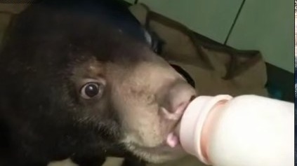 Московский зоопарк показал видео обучения малайского мишки природным навыкам