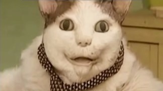 Центробанк показал телефонного кота-мошенника из мема