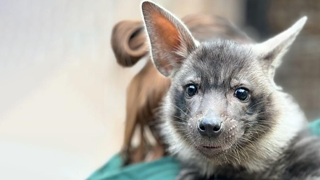 Жители столицы выберут имя для новорожденной краснокнижной гиены 