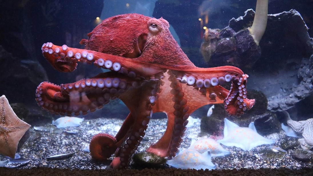 Гигантский осьминог плавает в аквариуме в павильоне «Экзотариум» Московского зоопарка