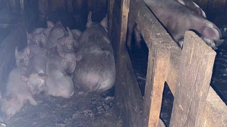 На 17-летнюю девушку, которую нашли мертвой в сарае со свиньями, сначала напал бык