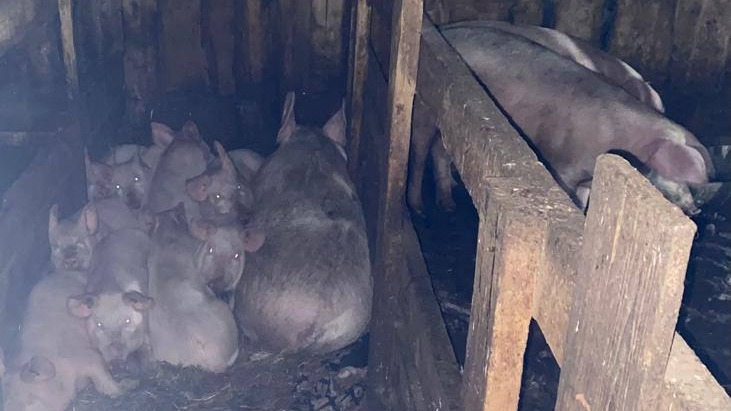 Свиньи загрызли 17-летнюю девушку в Красноярском крае: версии трагедии