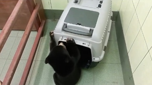 Московский зоопарк показал, как малайского медвежонка приучают к переноске