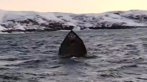 У Териберки спасли туристов, которых в шторм повезли смотреть на китов: как произошло кораблекрушение