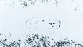 Когда в Москве выпадет снег, ноябрь 2025