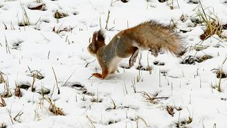 Будет ли снег в Москве на Новый год