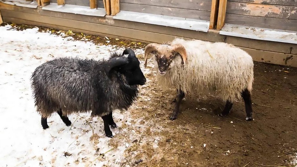 Карликовые барашки Юлик и Чарли появились на «Городской ферме» ВДНХ
