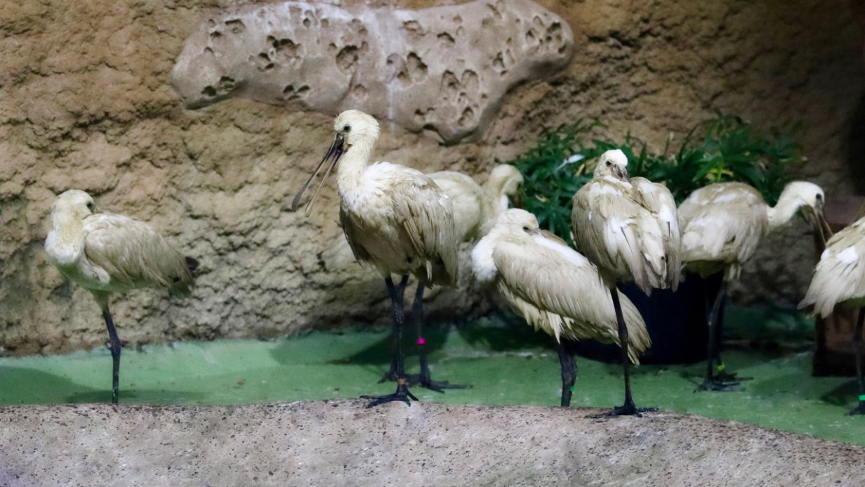 Десять краснокнижных птиц поселились в Московском зоопарке