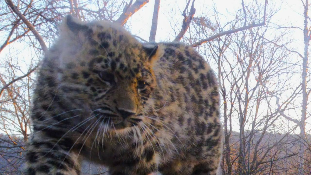 Грустный котенок леопарда попал на фото