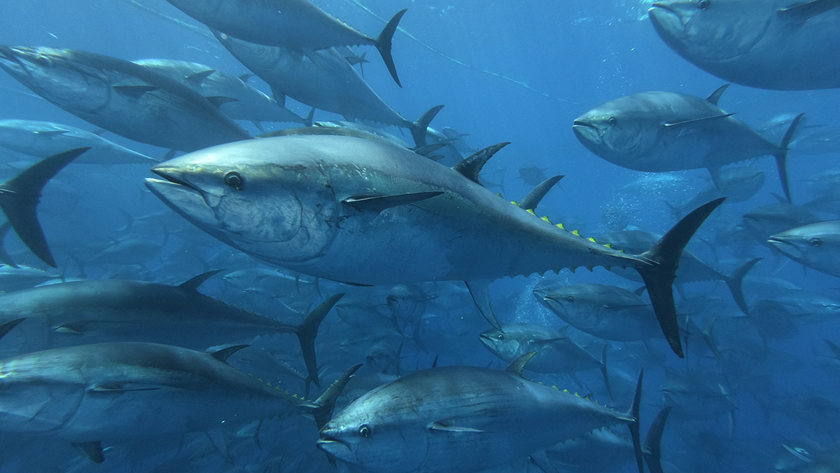 Рыбак поймал гигантского тунца и установил новый мировой рекорд