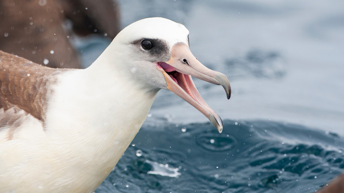 Старейшая в мире дикая птица отложила яйцо