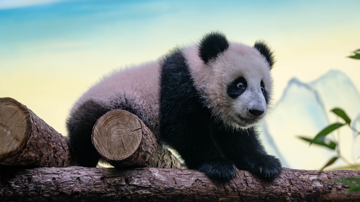 Сергунина отметила популярность онлайн-трансляций из Московского зоопарка