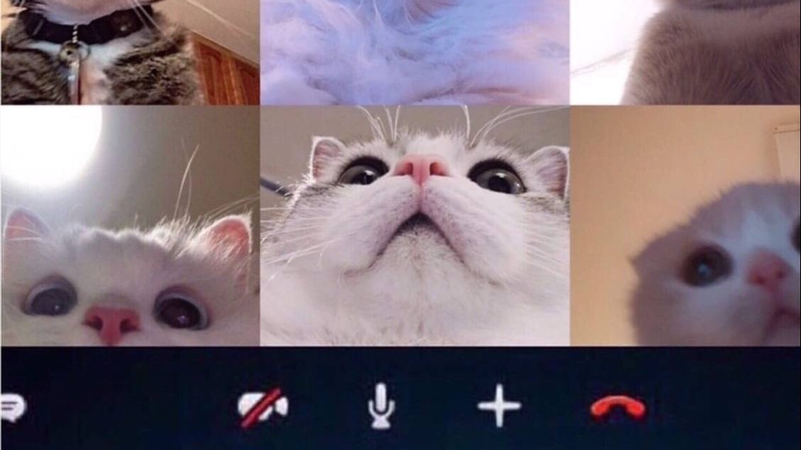 Минэк опубликовал «срочное совещание котов» с просьбой в своем Telegram-канале