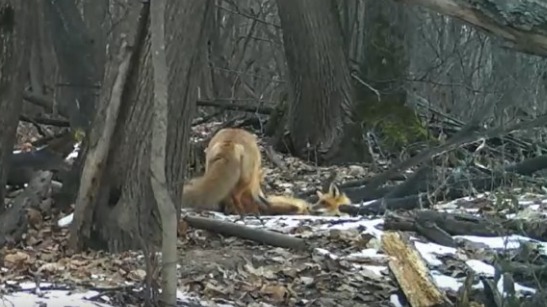 Игры лисят в заповеднике под Самарой сняли на видео