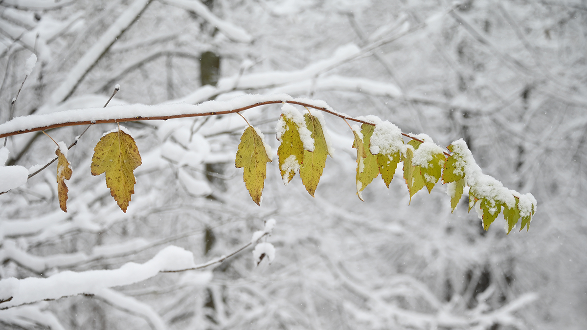 Полезен ли снег для растений