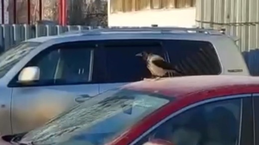 Ворона решила покататься на картонке с машины в Королеве и попала на видео