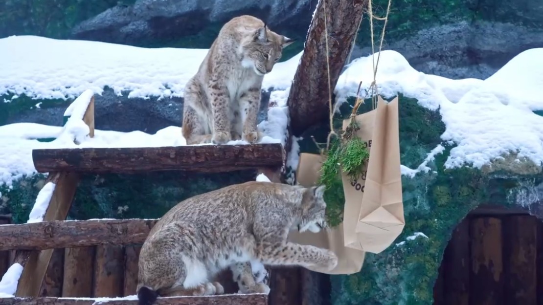 Ближе и детальнее: как изменились трансляции из зоопарка благодаря новым камерам