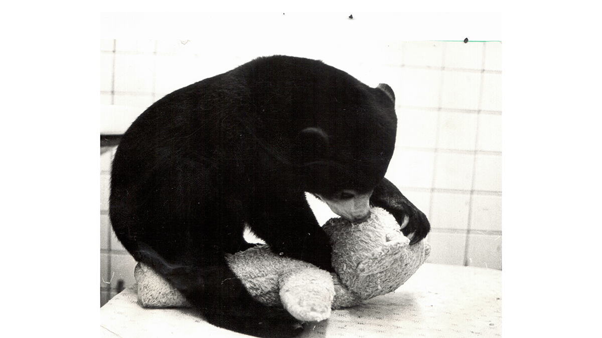 Солоха, Соломон, Лялька: как в Московском зоопарке 30 лет назад жили малайские медведи