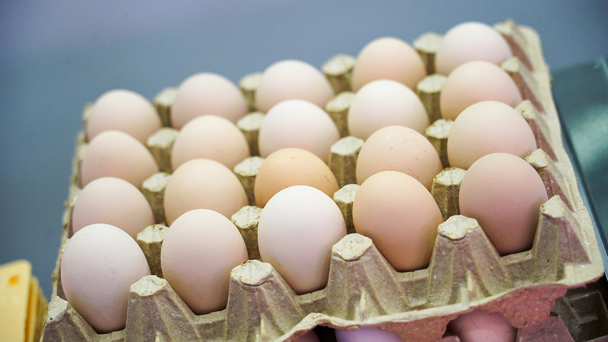 Яйца в России оказались самыми дешевыми среди стран «Большой двадцатки»