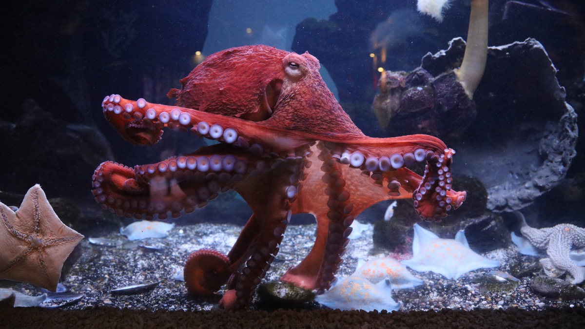 Гриф и малайский медведь: какие животные и птицы появились в Московском зоопарке