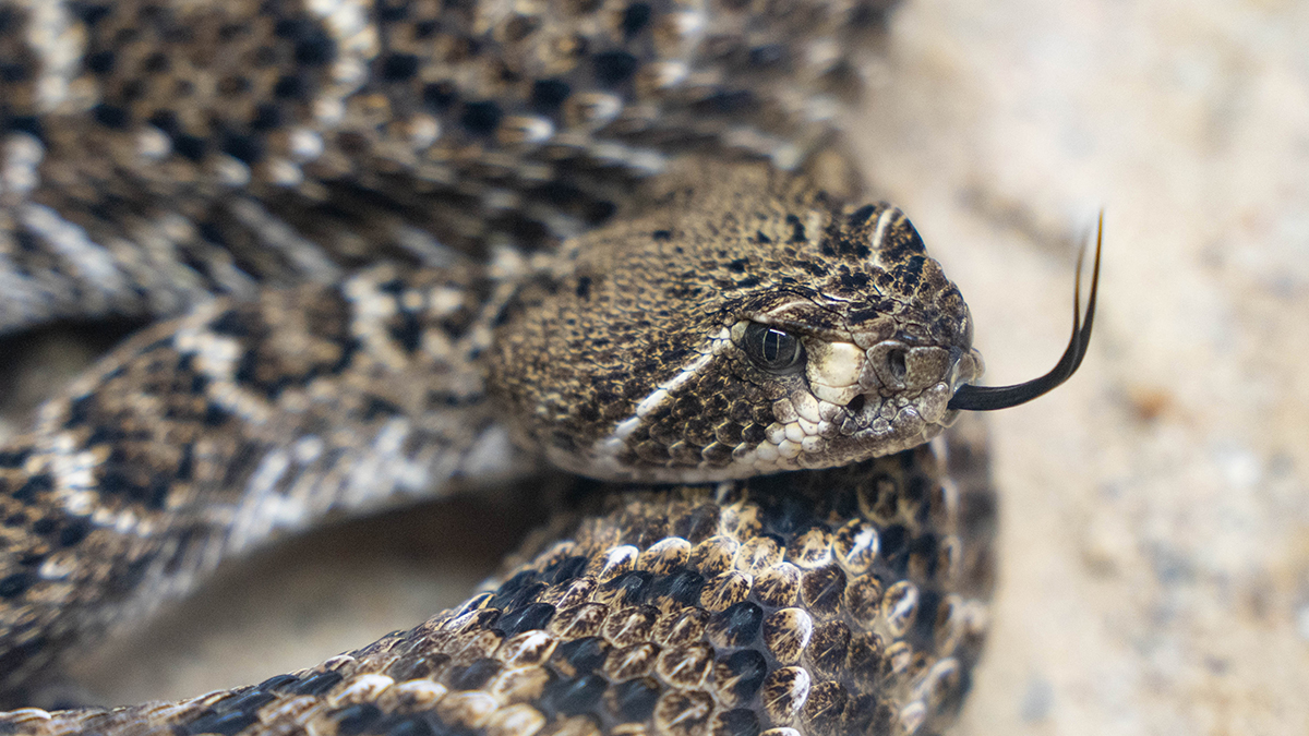 Спасатели сняли с дерева в центре Москвы домашнюю змею