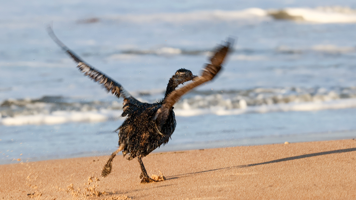 Стоит ли планировать отдых в Анапе и бояться черноморской рыбы после разлива мазута